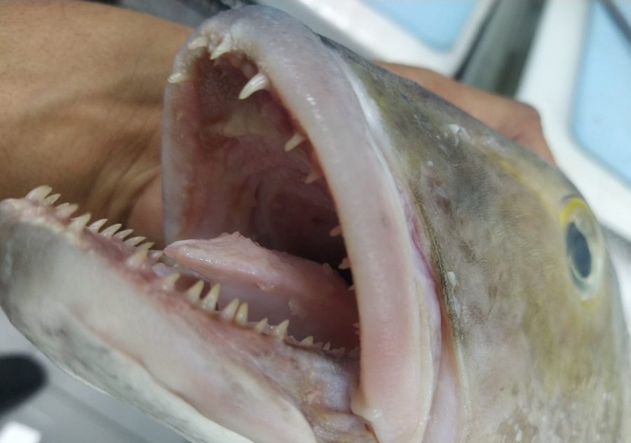 Mandíbula e dentes expostos