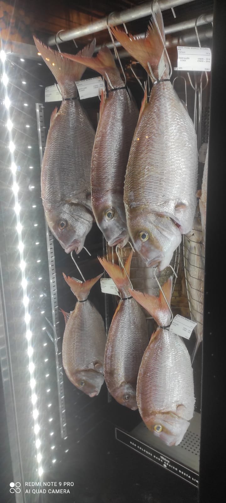 Acompanhamento de maturação em geladeira, com pescados suspensos e separados.
