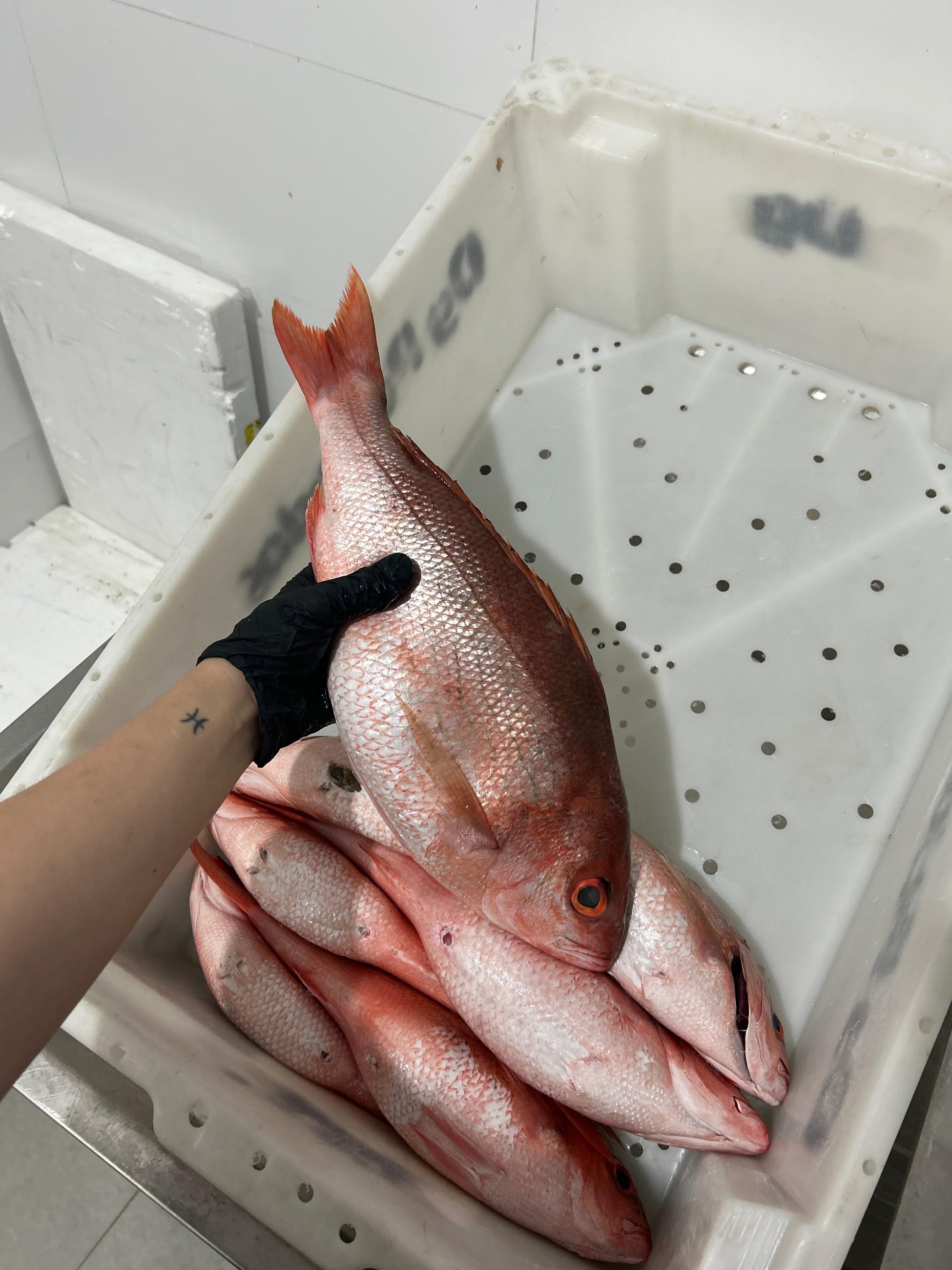 Fileiras e caixas organizam a escala real do trabalho de peixaria.